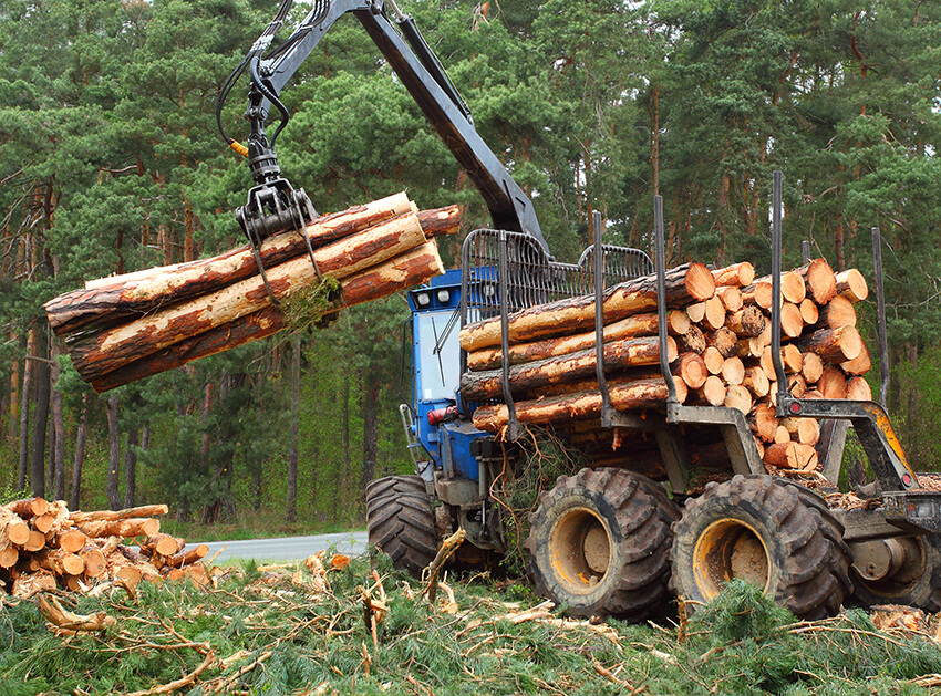 Forestry Category